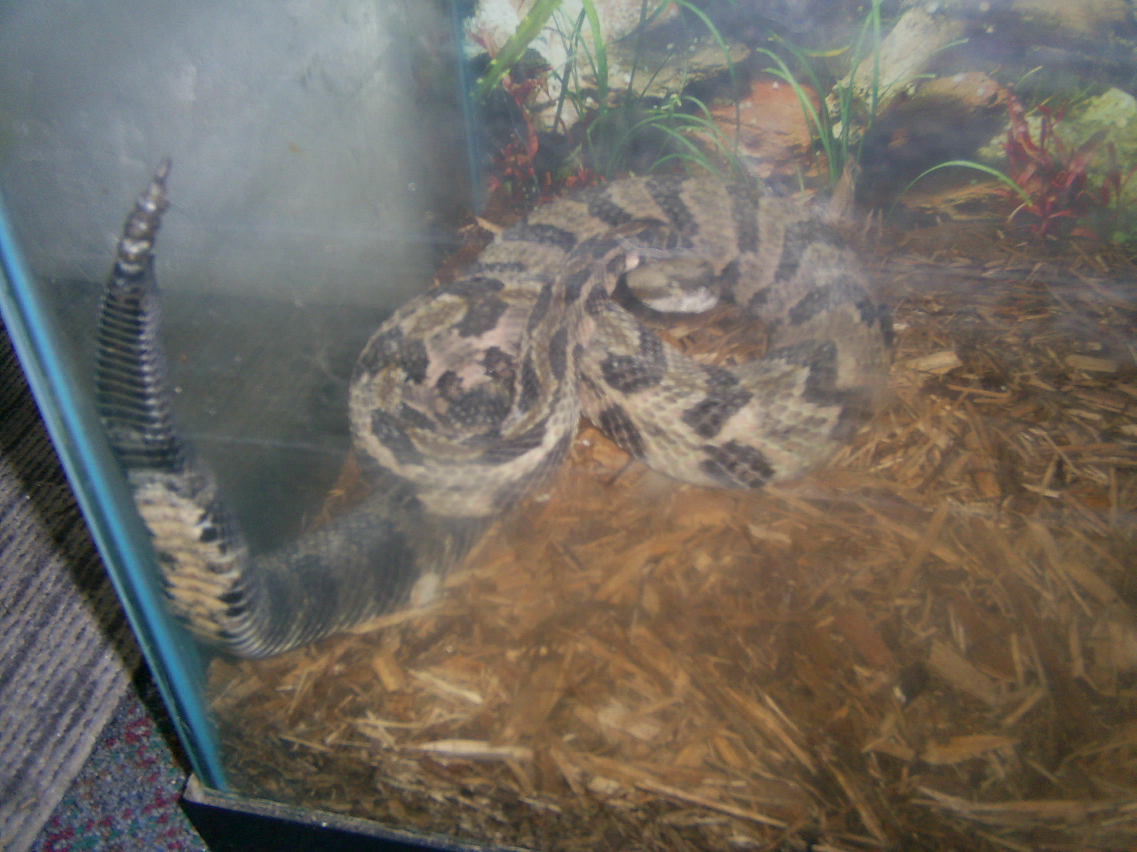 HOT Rattler n cotton 005.jpg [417 Kb]